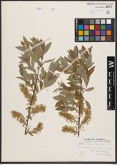 Salix bebbiana Sarg.